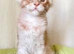 Victor Portare Felicita - Maine Coon Kitten For Sale - Brooklyn, NY, US