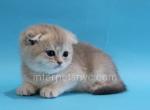 Zohan - Scottish Fold Kitten For Sale - Brooklyn, NY, US