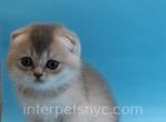 Zevs - Scottish Fold Kitten For Sale - Brooklyn, NY, US