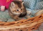 Mars - British Shorthair Kitten For Sale - Brooklyn, NY, US