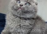 Pako - Scottish Fold Kitten For Sale - Brooklyn, NY, US