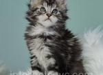 Veres - Maine Coon Kitten For Sale - Brooklyn, NY, US