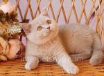 Quick - British Shorthair Kitten For Sale - Brooklyn, NY, US