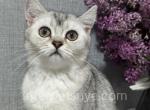 Zahar - Scottish Straight Kitten For Sale - Brooklyn, NY, US