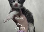 Bandit - Maine Coon Kitten For Sale - Elk Grove, CA, US