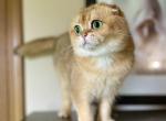 Vikki - Scottish Fold Cat For Sale - Fort Wayne, IN, US