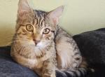None right now - American Shorthair Kitten For Sale - Temple Hills, MD, US