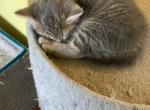 Not any - American Shorthair Kitten For Sale - 