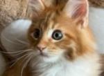 Tiger - Maine Coon Kitten For Sale - Manchester Township, NJ, US