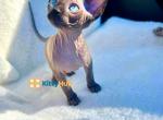 Adore - Sphynx Kitten For Sale - New York, NY, US