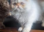 flame point - Himalayan Kitten For Sale - Mora, NM, US