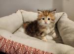 Bella - Siberian Kitten For Sale - 