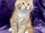 Tiger - Maine Coon Kitten For Sale - Bryn Athyn, PA, US