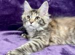 Twinkle - Maine Coon Kitten For Sale - Bryn Athyn, PA, US
