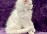 Cloud - Maine Coon Kitten For Sale - Bryn Athyn, PA, US