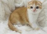 PUMPKIN male - Scottish Fold Kitten For Sale - Sunnyvale, CA, US