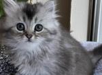 Nala - Scottish Straight Kitten For Sale - Auburn, WA, US