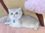Blue golden CY12 Girl - British Shorthair Kitten For Sale - 
