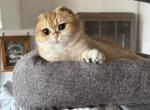 Knopa - Scottish Fold Cat For Sale - 