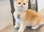 Golden female - British Shorthair Kitten For Sale - Fontana, CA, US