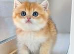 NY11 male - British Shorthair Kitten For Sale - 