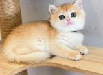 NY12  female Blk collar - British Shorthair Kitten For Sale - 