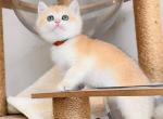 NY12 Female Brown collar - British Shorthair Kitten For Sale - Fontana, CA, US