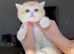 NY12 boy Cute fat face - British Shorthair Kitten For Sale - Fontana, CA, US