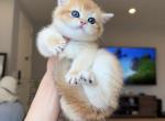 NY11 Most beautiful Boy - British Shorthair Kitten For Sale - Fontana, CA, US