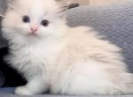 Blue bicolor Boy - Ragdoll Kitten For Sale - Fontana, CA, US