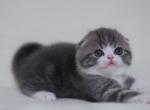 Atos Scottish Fold male - Scottish Fold Kitten For Sale - Seattle, WA, US