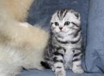 Tyler Scottish Fold male - Scottish Fold Kitten For Sale - Seattle, WA, US
