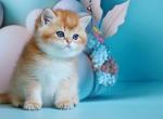 David British Schorthair male - British Shorthair Kitten For Sale - Seattle, WA, US