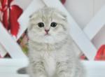 Brenda Scottish Fold female - Scottish Fold Kitten For Sale - Seattle, WA, US