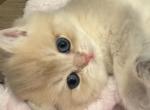 Aoi - British Shorthair Kitten For Sale - Chino, CA, US