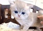 Grey - British Shorthair Kitten For Sale - Chino, CA, US