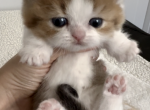 Mini - Munchkin Kitten For Sale - Chino, CA, US