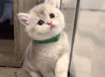 Midori - Munchkin Kitten For Sale - Chino, CA, US