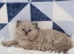 Callies male - Ragamuffin Kitten For Sale - Poplar Grove, IL, US