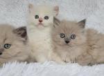 Callies's kittens - Ragdoll Kitten For Sale - Poplar Grove, IL, US