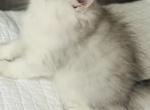 Angels Pride Cinder - Persian Kitten For Sale - Nashville, TN, US