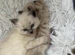 Mufasa - Ragdoll Kitten For Sale - Lowell, MA, US