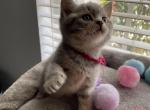 Tabby litter - Scottish Straight Kitten For Sale - 