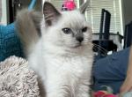 Bush Baby - Ragdoll Kitten For Sale - Kearneysville, WV, US