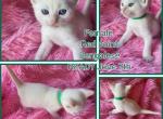 Red point Bengalese kitten - Siamese Kitten For Sale - 