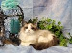 Ragdoll Beautiful Female Seal Bicolor - Ragdoll Kitten For Sale - 