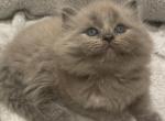 Lion - Ragdoll Kitten For Sale - Hyde Park, NY, US