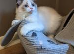 TICA Bicolor Ragdoll Kitten Female - Ragdoll Kitten For Sale - Bryan, TX, US