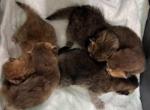 Orchid litter - British Shorthair Kitten For Sale - Englewood, CO, US