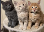 Maine coon kittens - Maine Coon Kitten For Sale - 